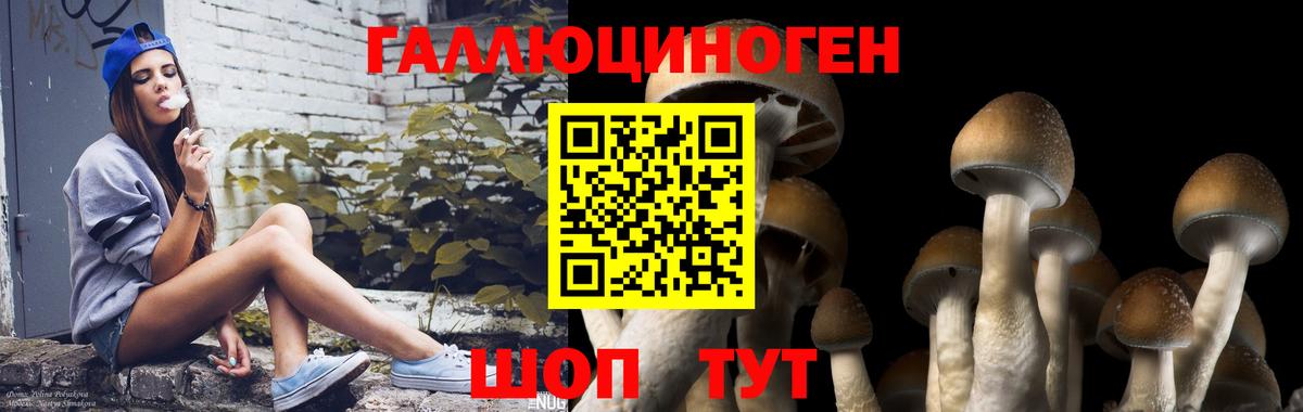 Псилоцибиновые грибы Psilocybe Туапсе
